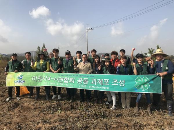 이천시4-H연합회 공동과제포장 고구마 수확