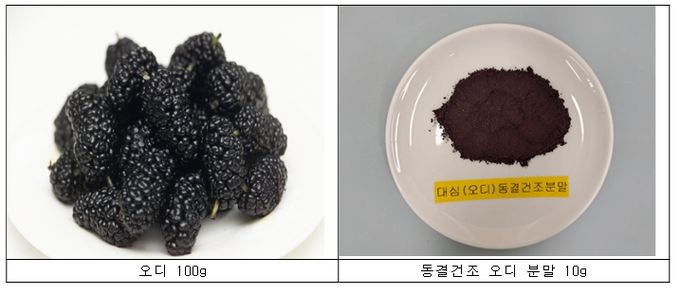 뽕나무 열매 ‘오디’
