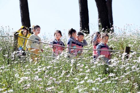 “은은한 가을 정취” 제16회 정읍 구절초 꽃축제 개막...15일까지