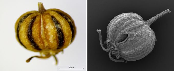 독미나리 종자 사진(左:실체현미경 사진, 右:주사전자현미경 사진)