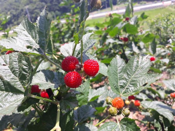 산딸기