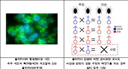 볼바키아 미생물 개요