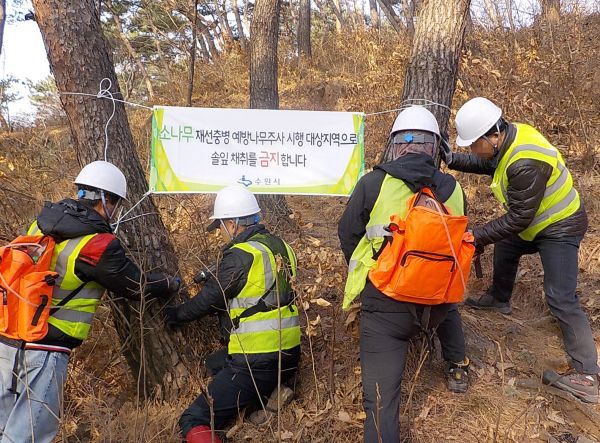 수원의 소나무, 예방접종으로 더 푸르고 건강하게
