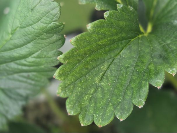 점박이응애 피해를 본 딸기잎(노란 반점)