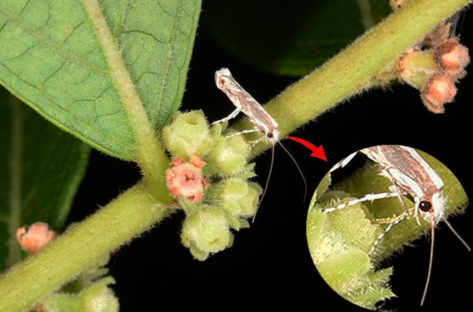 조도만두가는나방과 담갈색조도만두바구미