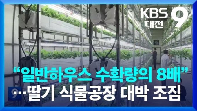 딸기 식물공장 프로젝트 본격 추진