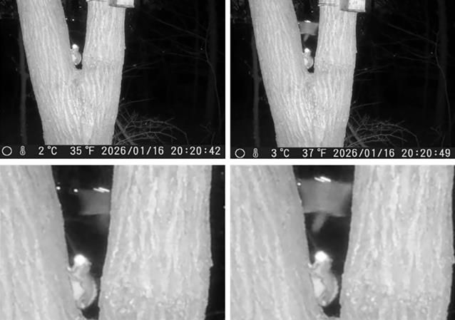 성남 영장산 일대 무인센서 관찰카메라에 포착된 하늘다람쥐