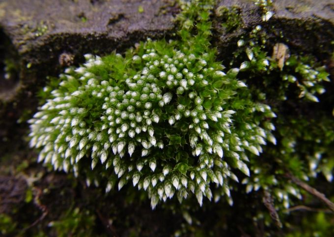 토양 복원 효과가 있는 은이끼